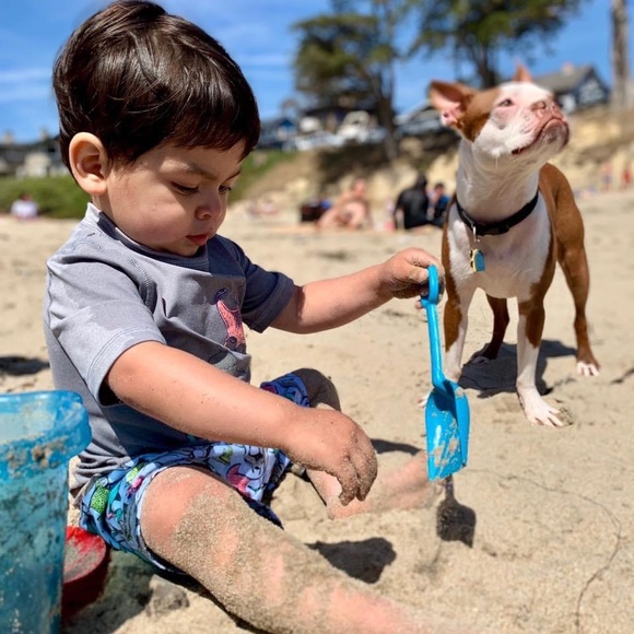 Cat and Jack Brand 3T Heather Grey Shark Rash Guard Swim Shirt - Picture 3 of 3